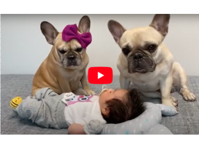12 Months of Adorable Friendship: Griffin and Haru the Frenchies and Their Baby Owner - Video